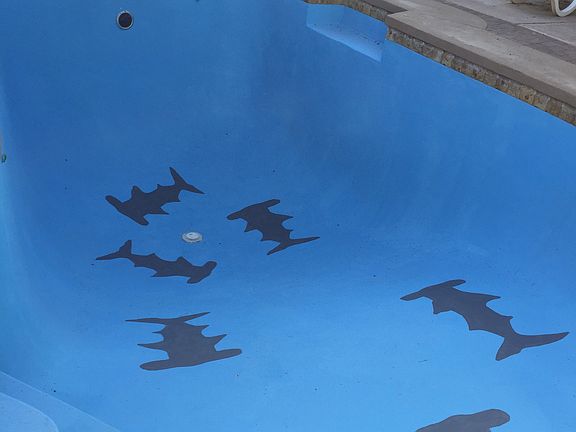 Sharks in pool