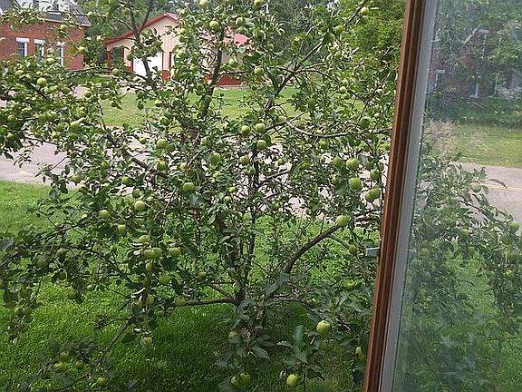 Apple Tree Scenery