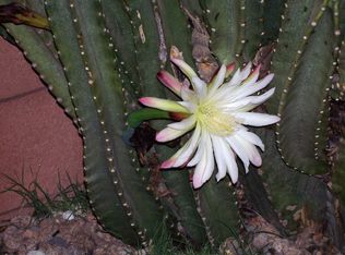 3324 W Charter Oak Rd, Phoenix, AZ 85029