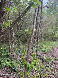 Indian Mountain Rd, Jellico, TN, 37762