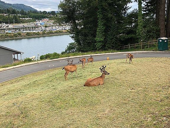 View of Chetco river harbor