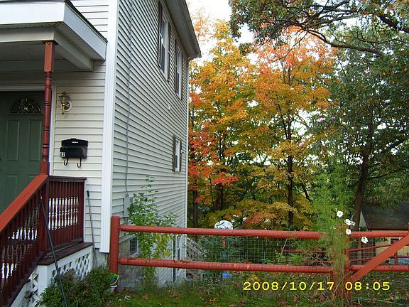 maple tree in back yard