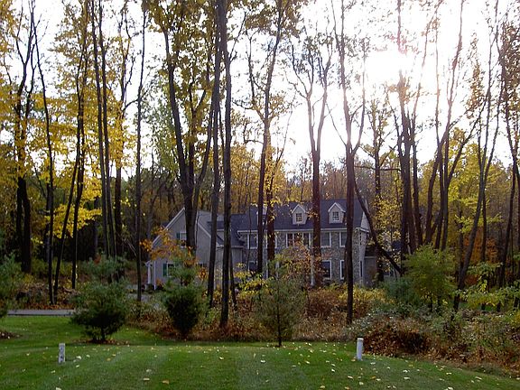View through the trees