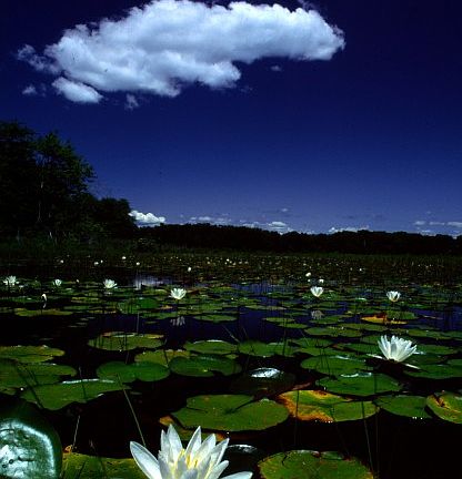 2nd image of 54 Round Pond Ln