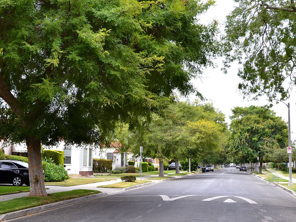 Tree Lined Street