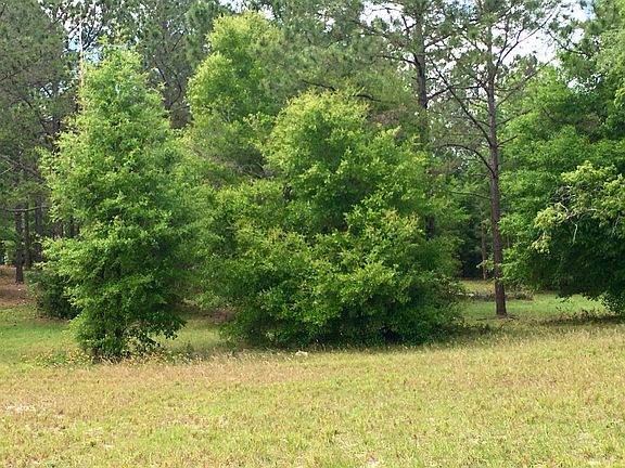 Blooming Citrus Trees 