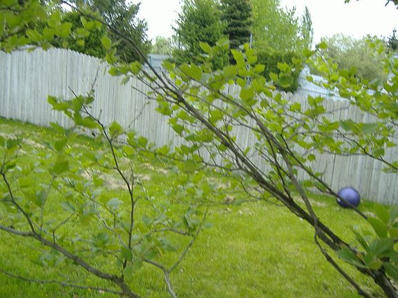 Back yard