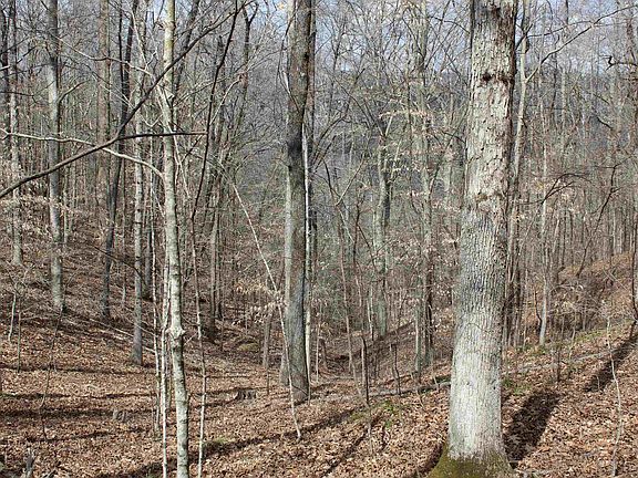 4th image of 3482 Waterfall Creek Rd