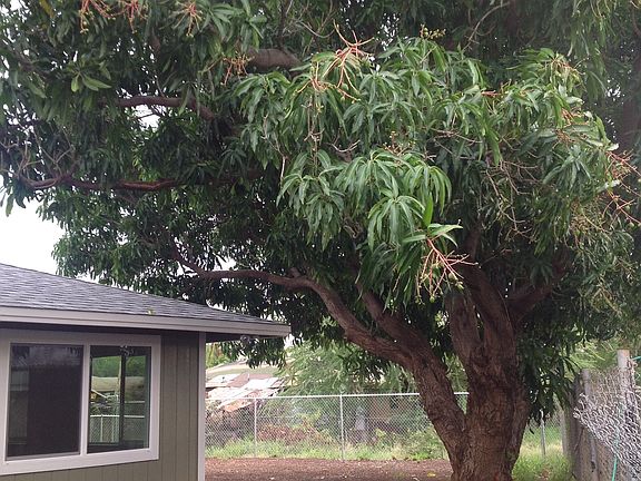 Hayden Mango Tree