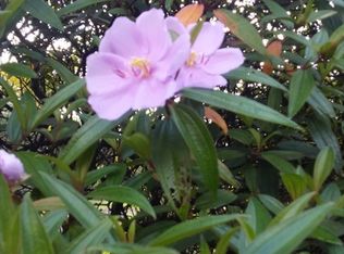 117 Lilikoi Rd LOT 367, Keaau, HI 96749