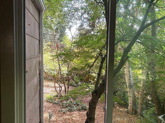 Living room view of yard (south)