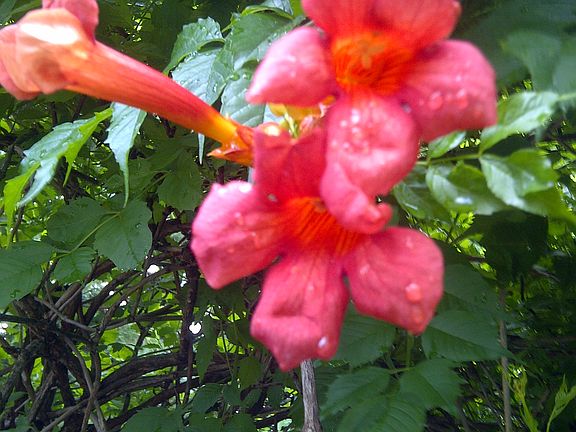 garden to relax at home