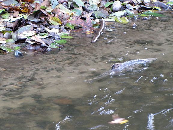 Spawning fish in Creek