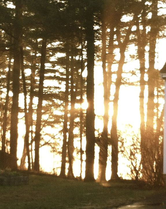Morning backyard view