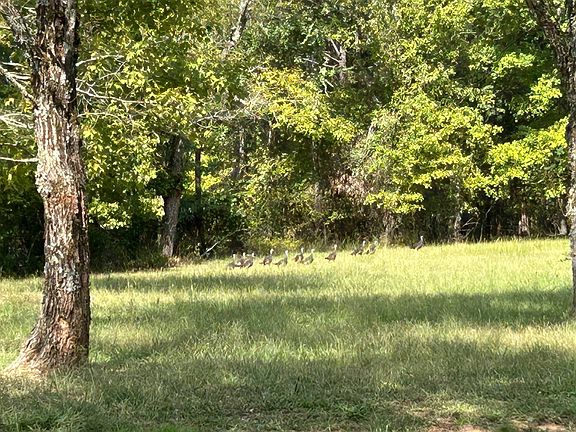 2nd image of 596 County Road 4362