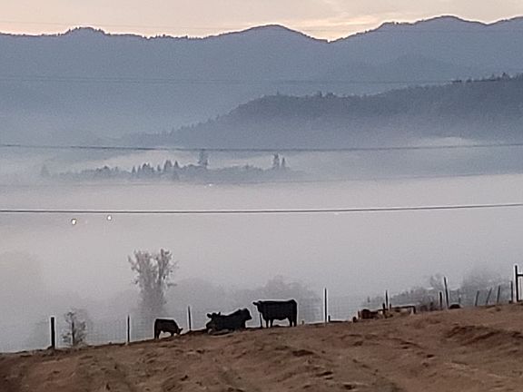 Field in morning fog