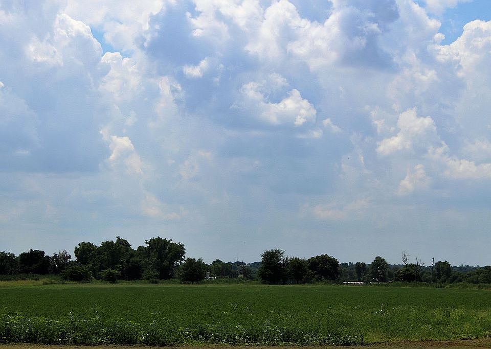 View of Alphalfa Field