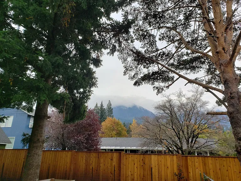 view from the yard