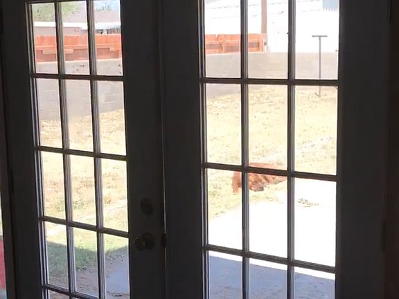 French doors to large backyard