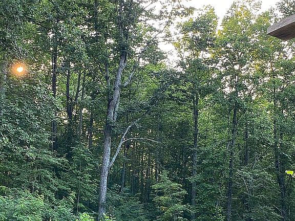 Summer views from deck