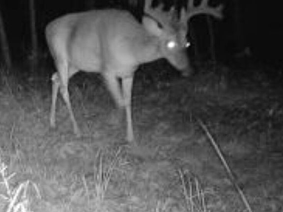 3rd image of TRACT 2 Dennis Creek Rd