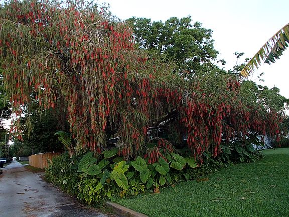 Largest bottlebrush in FL