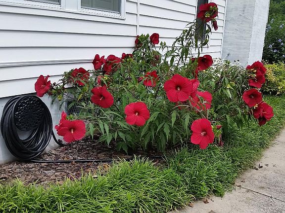 Rose Red Hibiscus Perennial