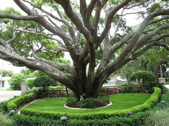 Landmark Oak Tree