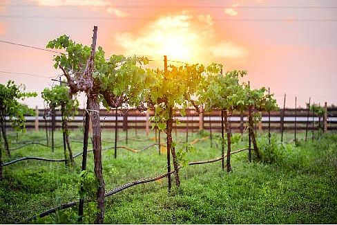 Harvest Green Amenities - Vineyard