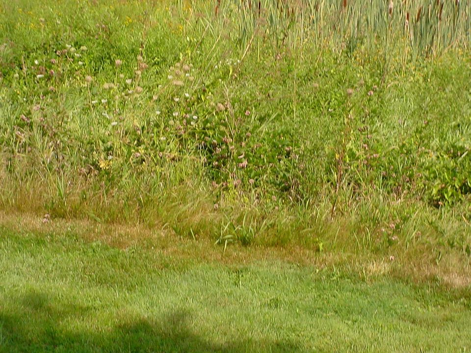 Acres of woods, some lawns and garden space. Shed for storag