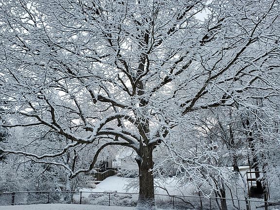 Backyard tree in winter