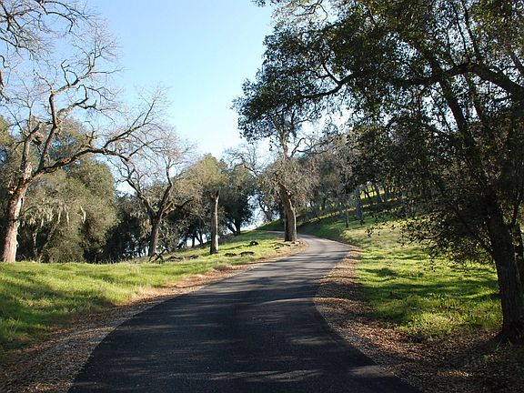 The drive through the forest