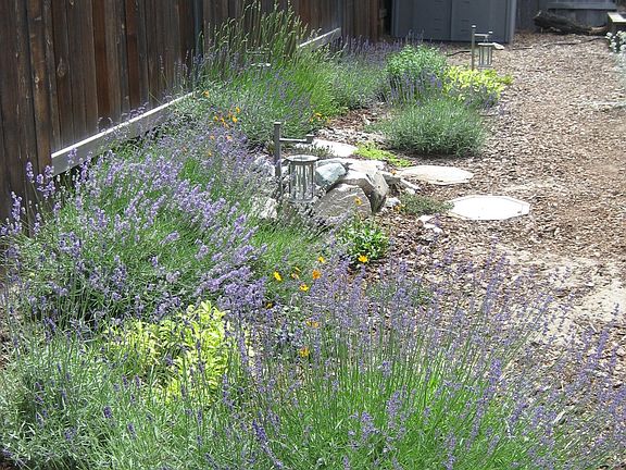 Side yard with drought-tolerant plants