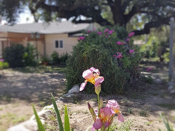 Rear yard