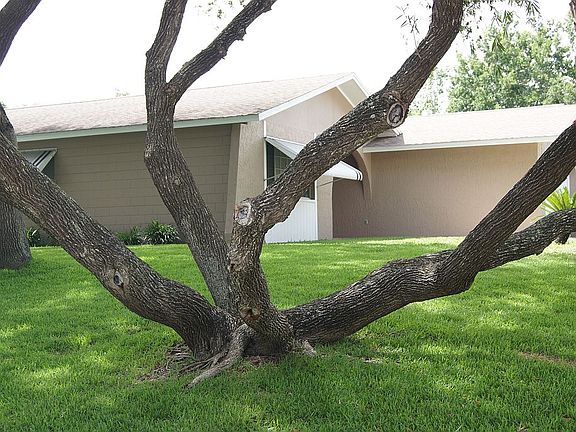 Bottlebrush Tree