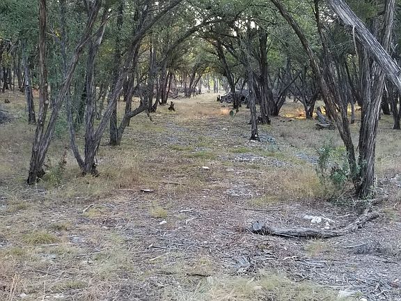 Cedars cleared & trimmed