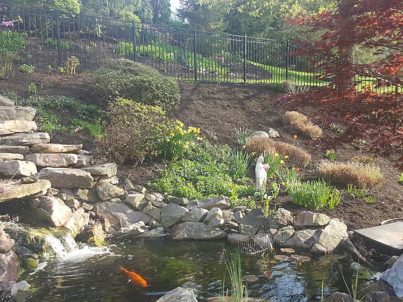 Koi fish pond