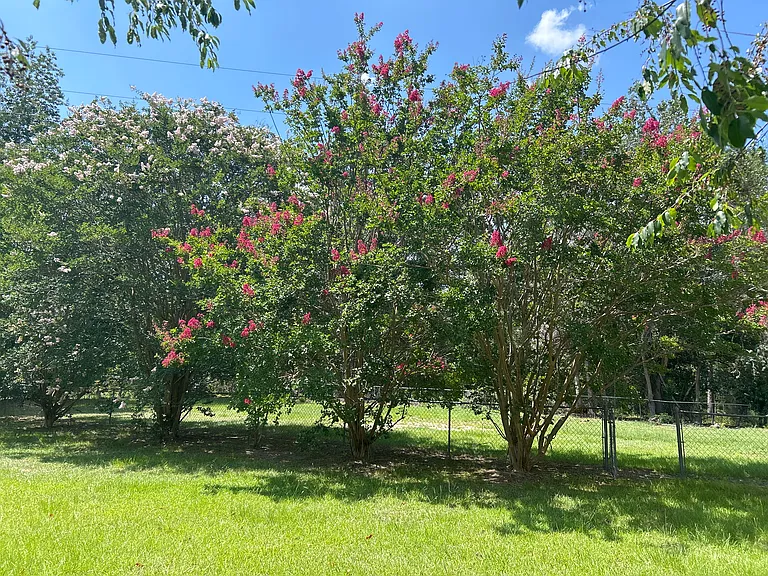 Mature crepe myrtles along back fence line.