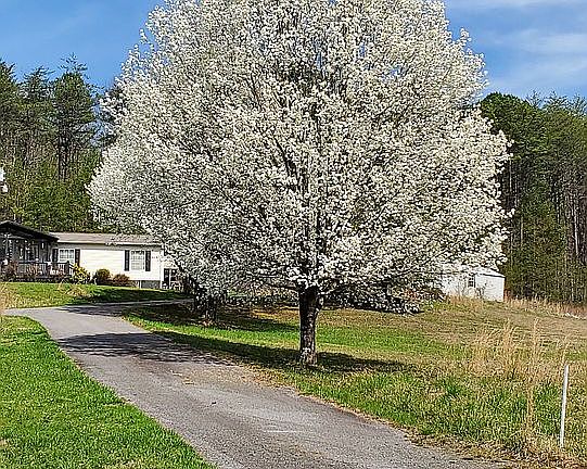 Pear Trees Lining Driveway