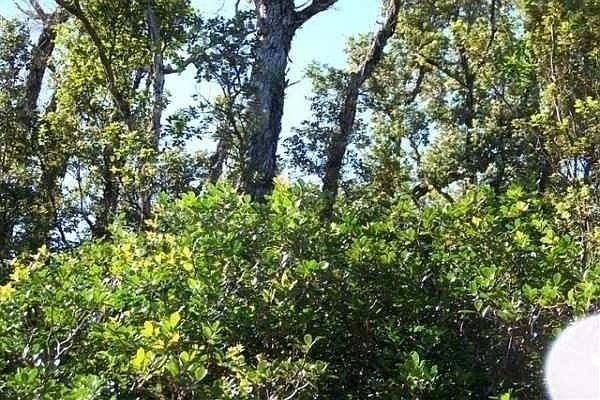 1st image of Lehua St Lot 7138
