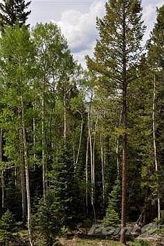 amongst stately aspens and majectic pines!