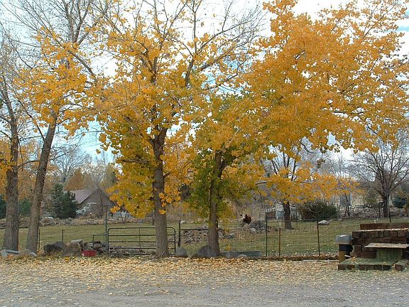View from Frontyard in Fall