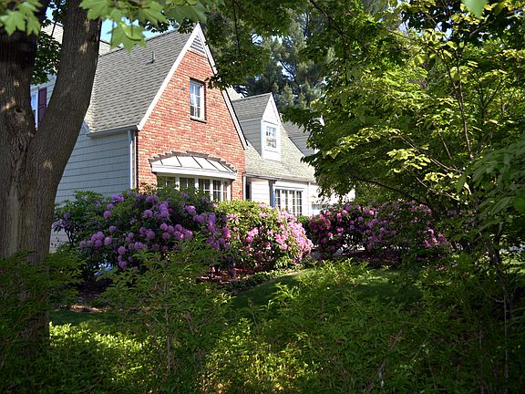 Rhododendrons in bloom