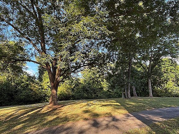 Pecan Trees