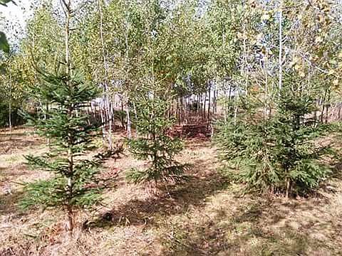 3rd image of 2710 N Mackinaw Trl