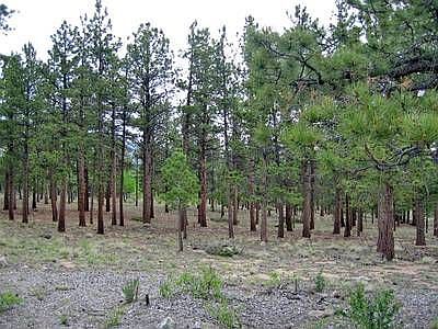 3rd image of 30480 Timberline Dr