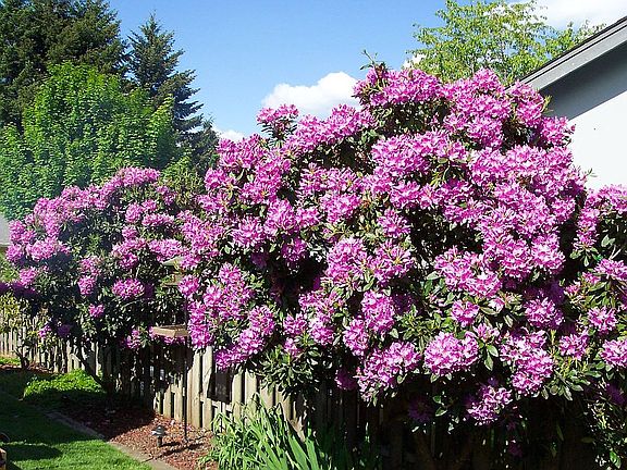 Backyard Landscape
