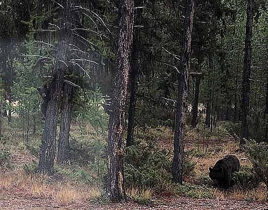 Ma Bear & triplets in frt yd