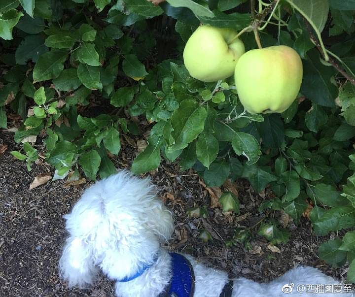 Organic apples and pears