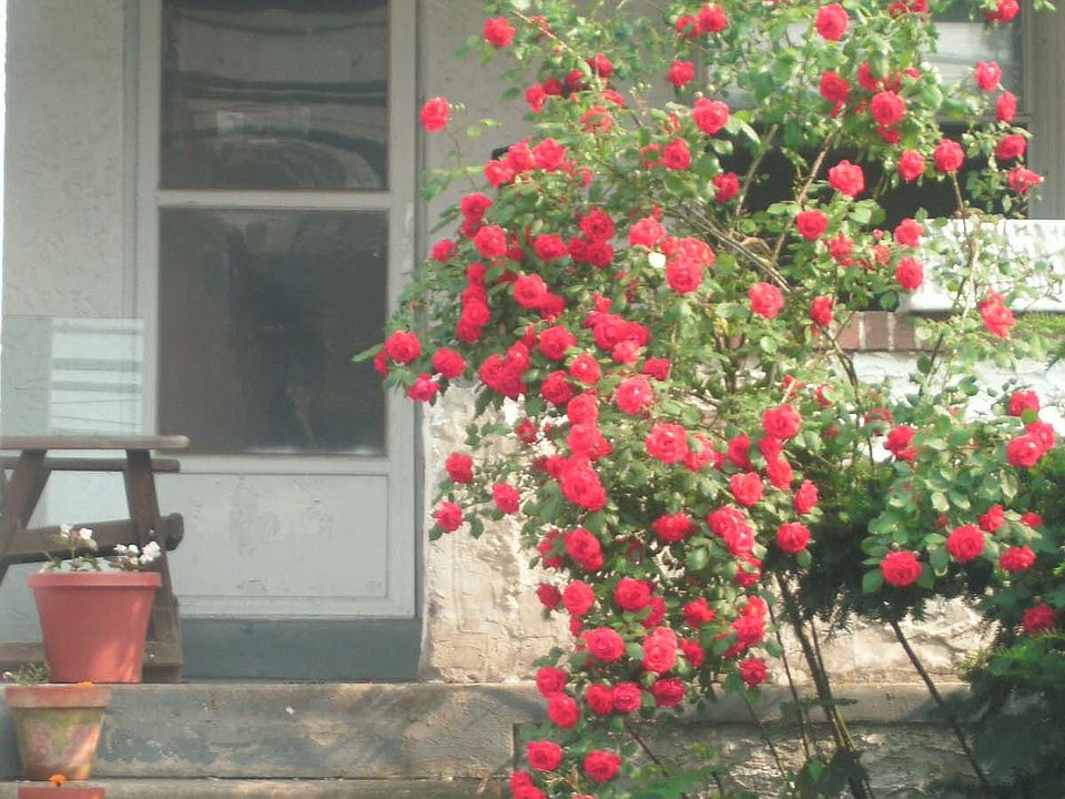 Front Yard - Blooming Roses